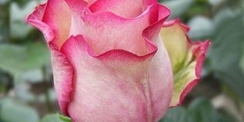 Rose floribunda sorte vrtuljak (vrtuljak)